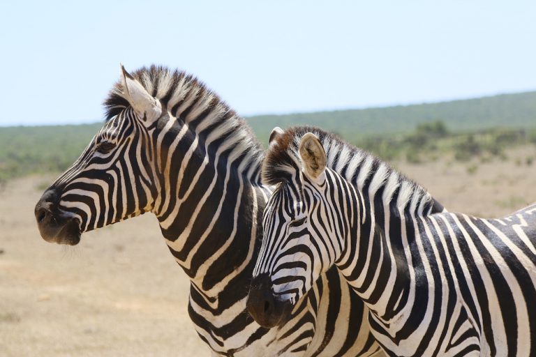 Safari na África: principais destinos, planejamento de viagem e dicas úteis