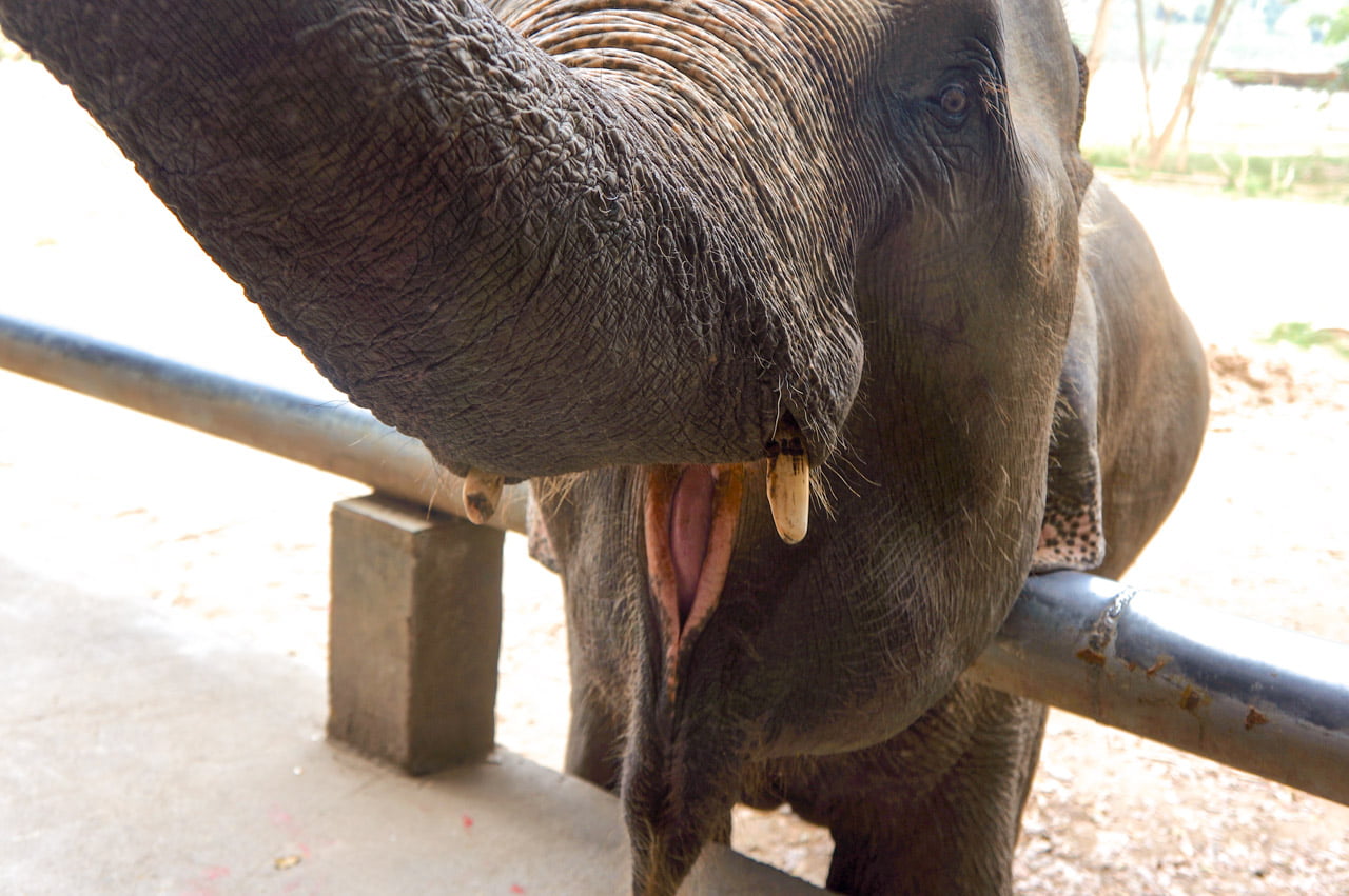 Close no rosto de um elefante com a tromba levantada e boca aberta, em uma área com grade metálica.