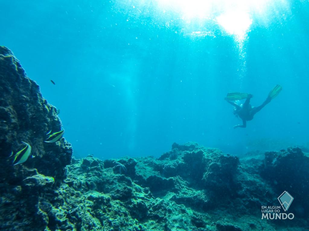 Mergulhador explorando recifes de coral nas águas azuis das Ilhas Phi Phi com peixes coloridos.