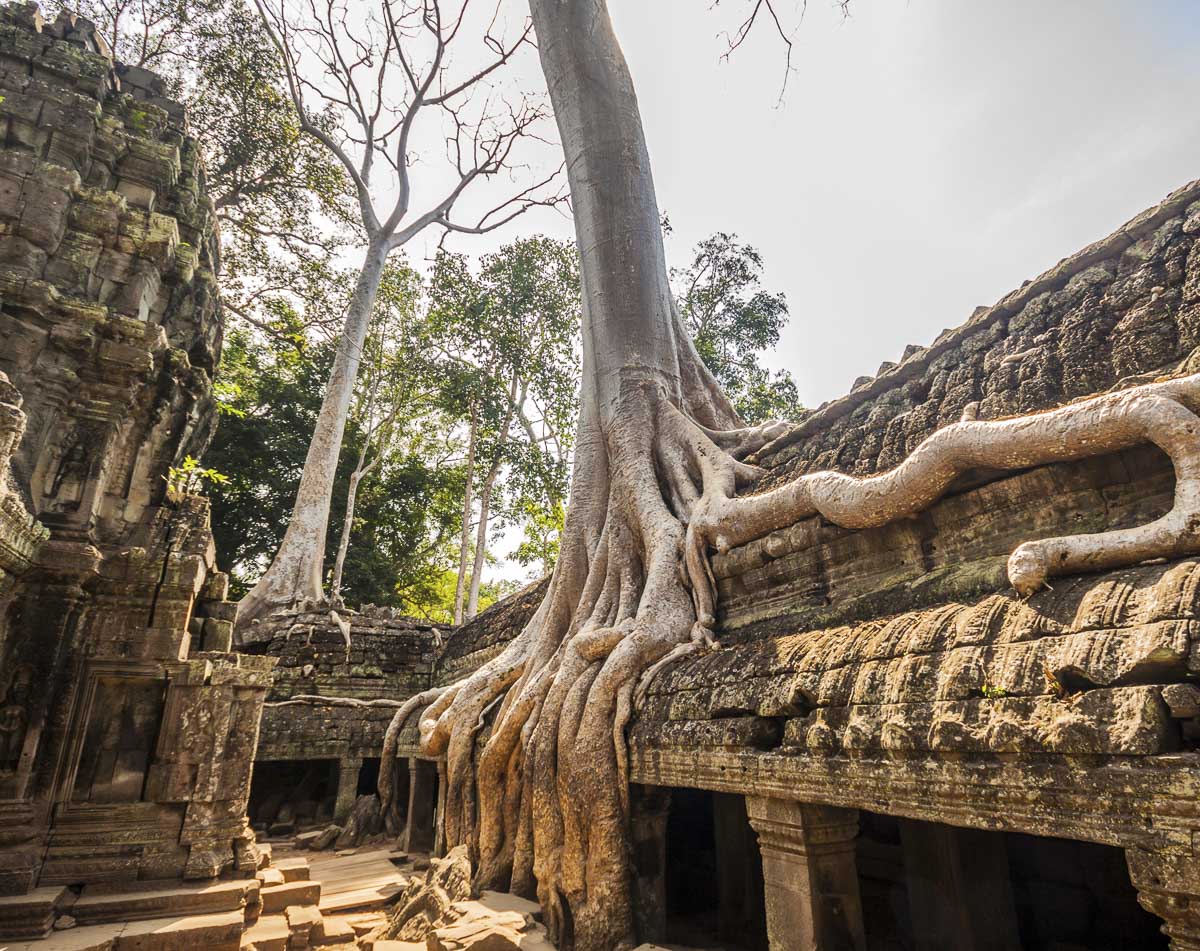 Raízes gigantes de árvore envolvendo as ruínas do templo Ta Prohm em Siem Reap.