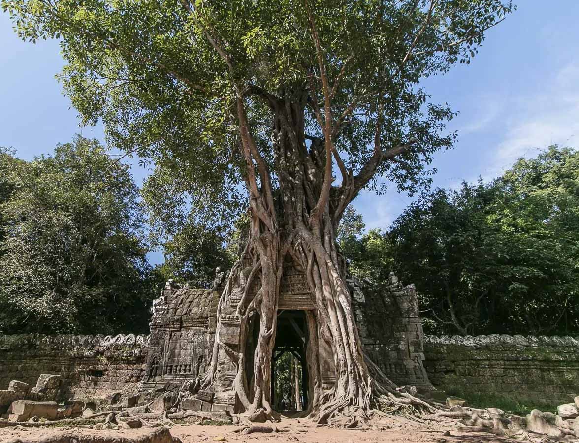 Portão do templo Ta Som com uma árvore crescendo sobre a entrada.