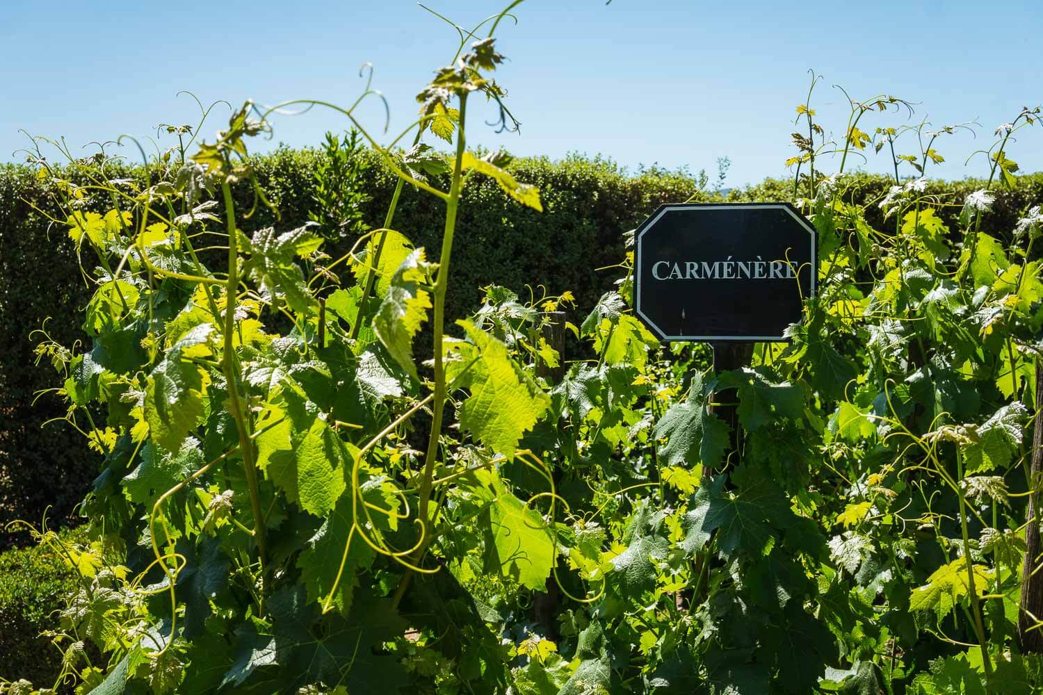 Vinícola Undurraga - Carmenere