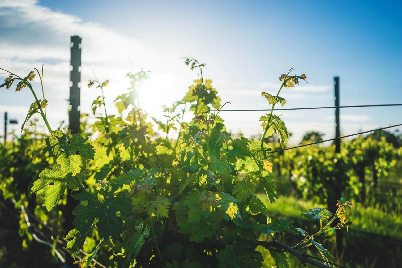 Vinícolas em Mendoza - Videiras