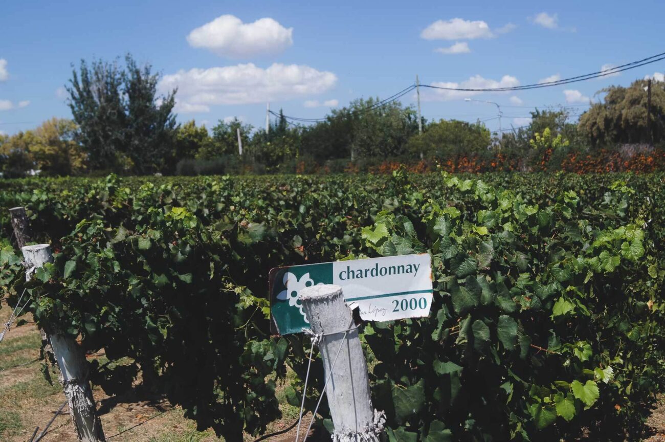 Vinícolas em Mendoza - Chardonnay