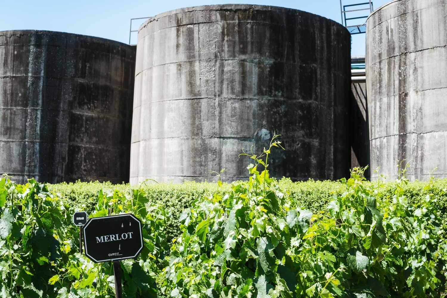 Vinícola Undurraga - Merlot