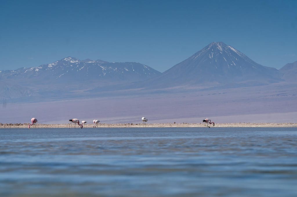 Deserto do Atacama Chile - Foto de cinco flamingos se alimentando na Laguna Chaxa com o vulcão Lincancabur ao fundo