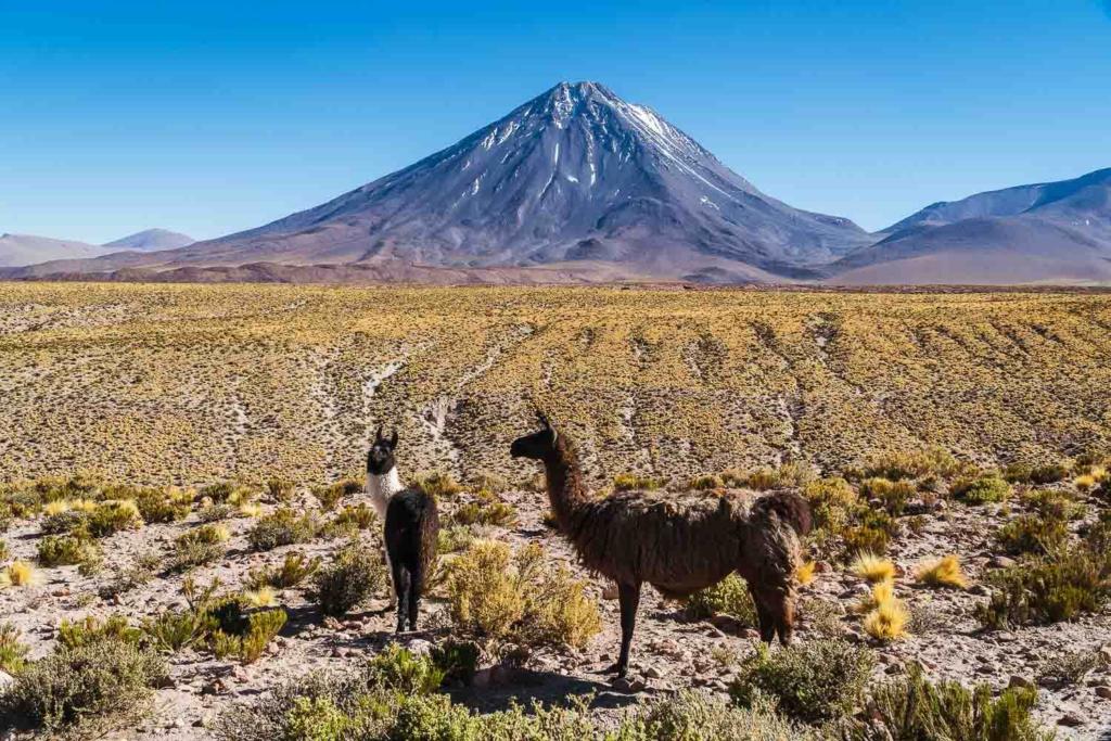 Salar de Uyuni - Foto do Vulcão Lincacabur com duas Lhamas 