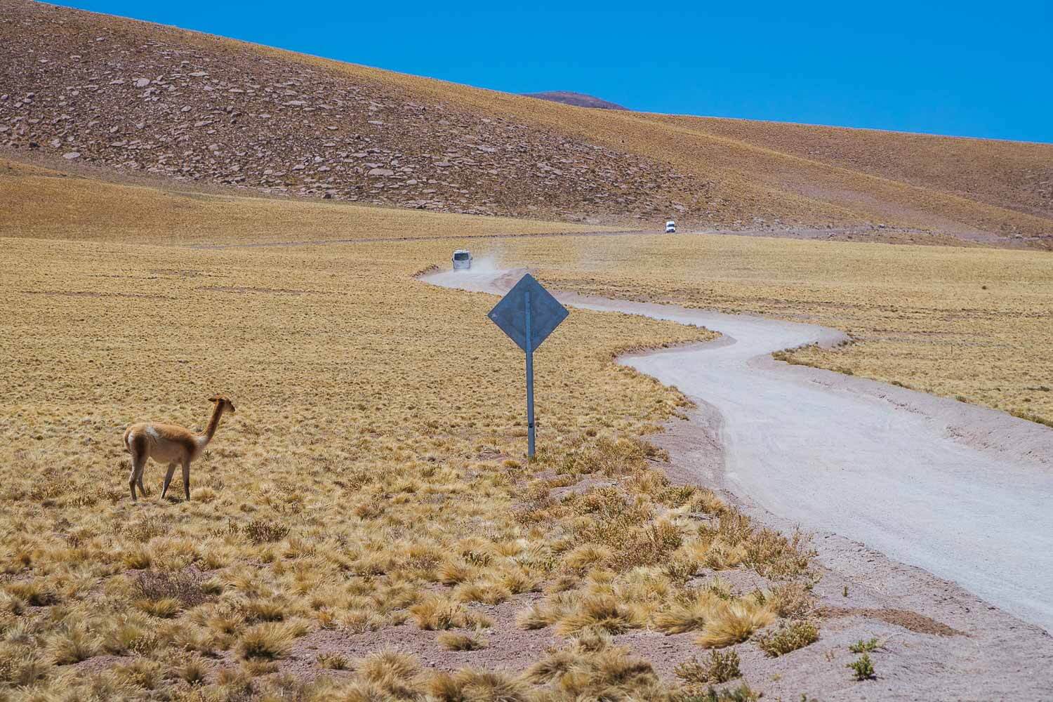 Estrada de acesso a Laguna Miscanti e Minique com uma Vicuña, um dos camélidos sulamericanos. Lagunas Altiplanicas Piedras Rojas Salar do Atacama Laguna Chaxa