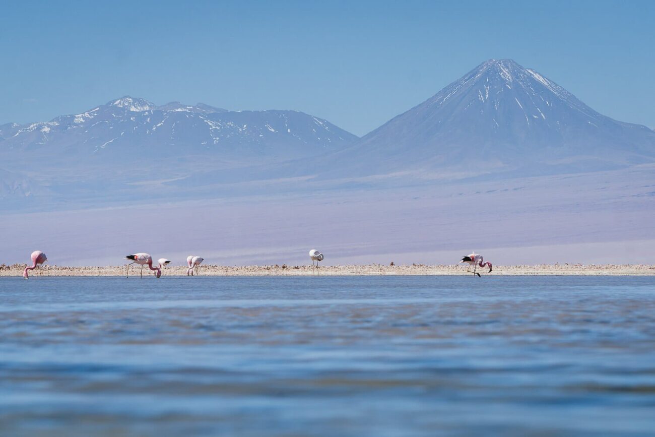  Flamingos na laguna Chaxa com o Vulcão Lincancabur ao Fundo- Lagunas Altiplanicas Piedras Rojas Salar do Atacama Laguna Chaxa