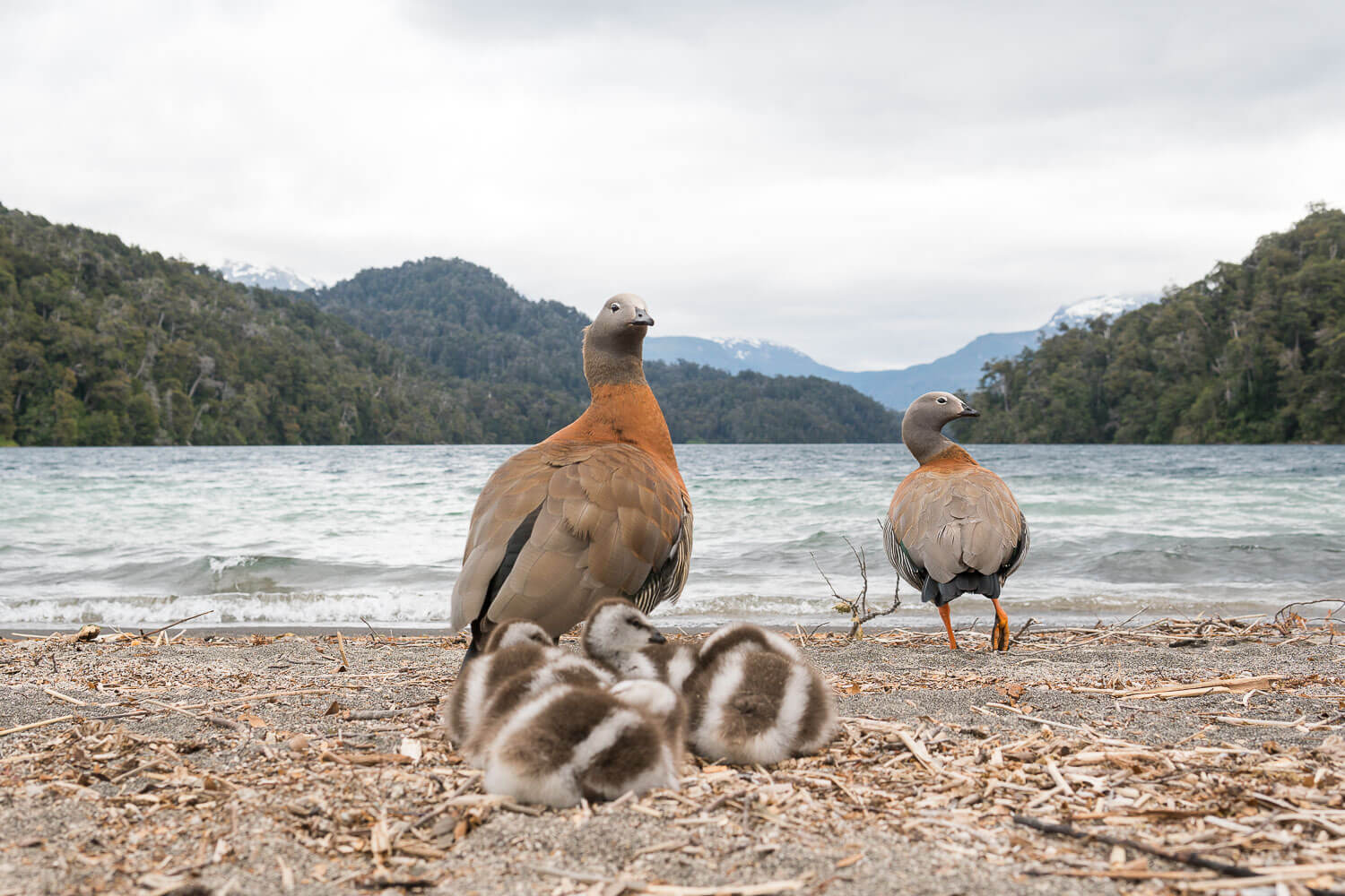 Foto de uma família de patos da patagônia - Rota dos Sete Lagos 
