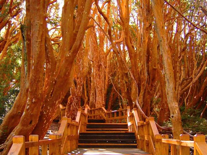 Bosque de Arrayanes - O que fazer em Vila la Angostura