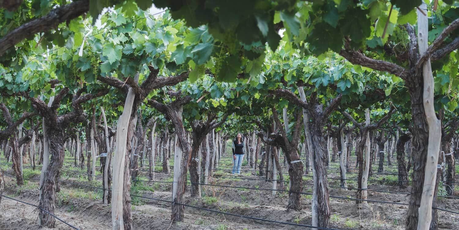 O que fazer em Salta - Vinículas