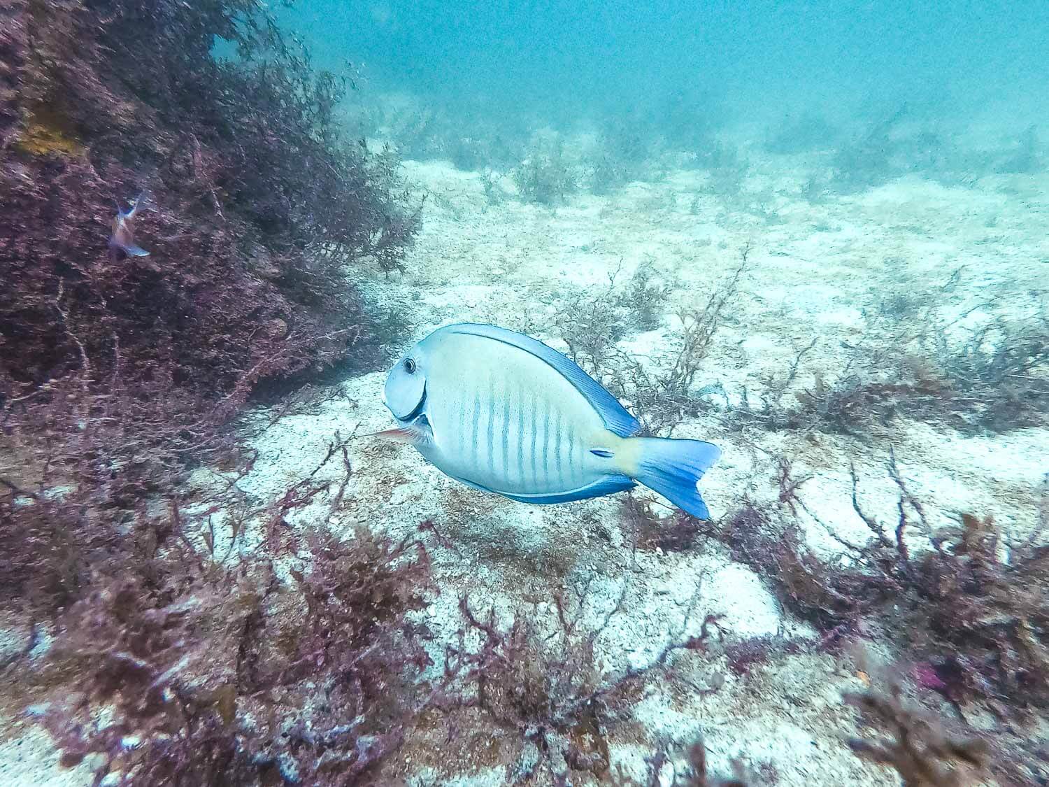 Mergulho em Arraial do Cabo - Peixe Cirurgião