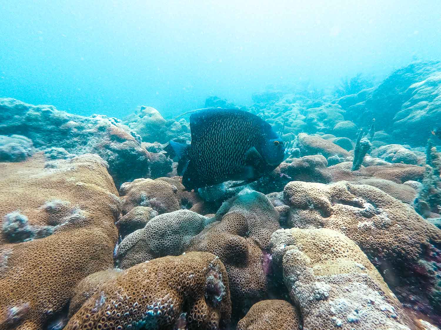 Mergulho em Arraial do Cabo  - Peixe Frade