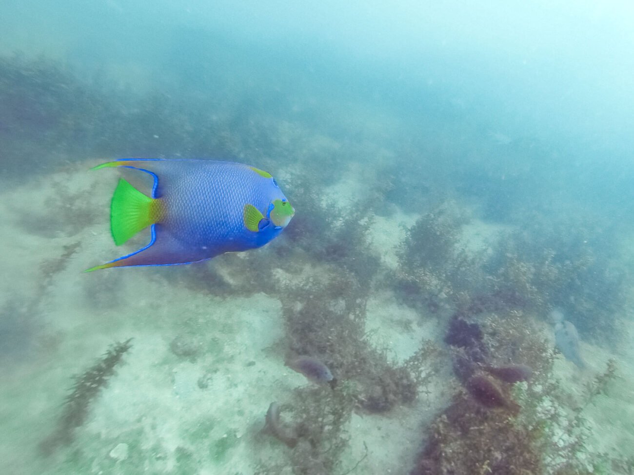 Mergulho em Arraial do Cabo - Ciliares