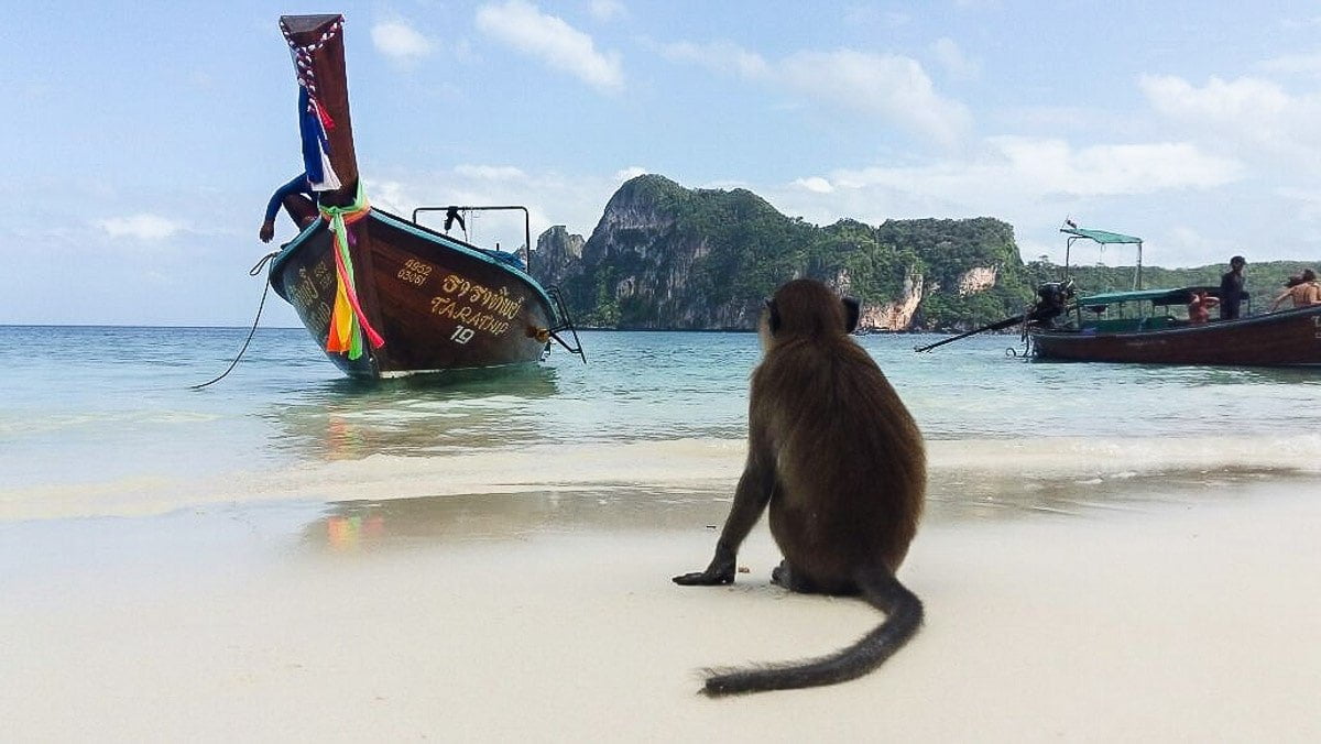 roteiro pelo sudeste asiático - Tailândia PhiPhi Monkey Beach