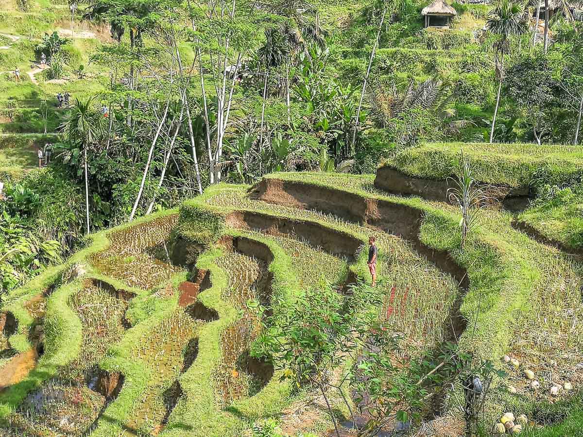 roteiro pelo sudeste asiático - Indonésia Bali Ubud