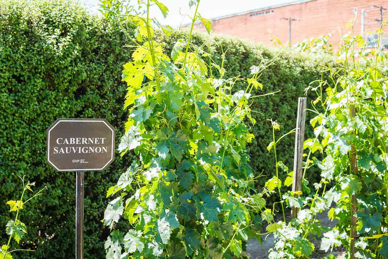 Vinícolas em Santiago - Cabernet Sauvignon