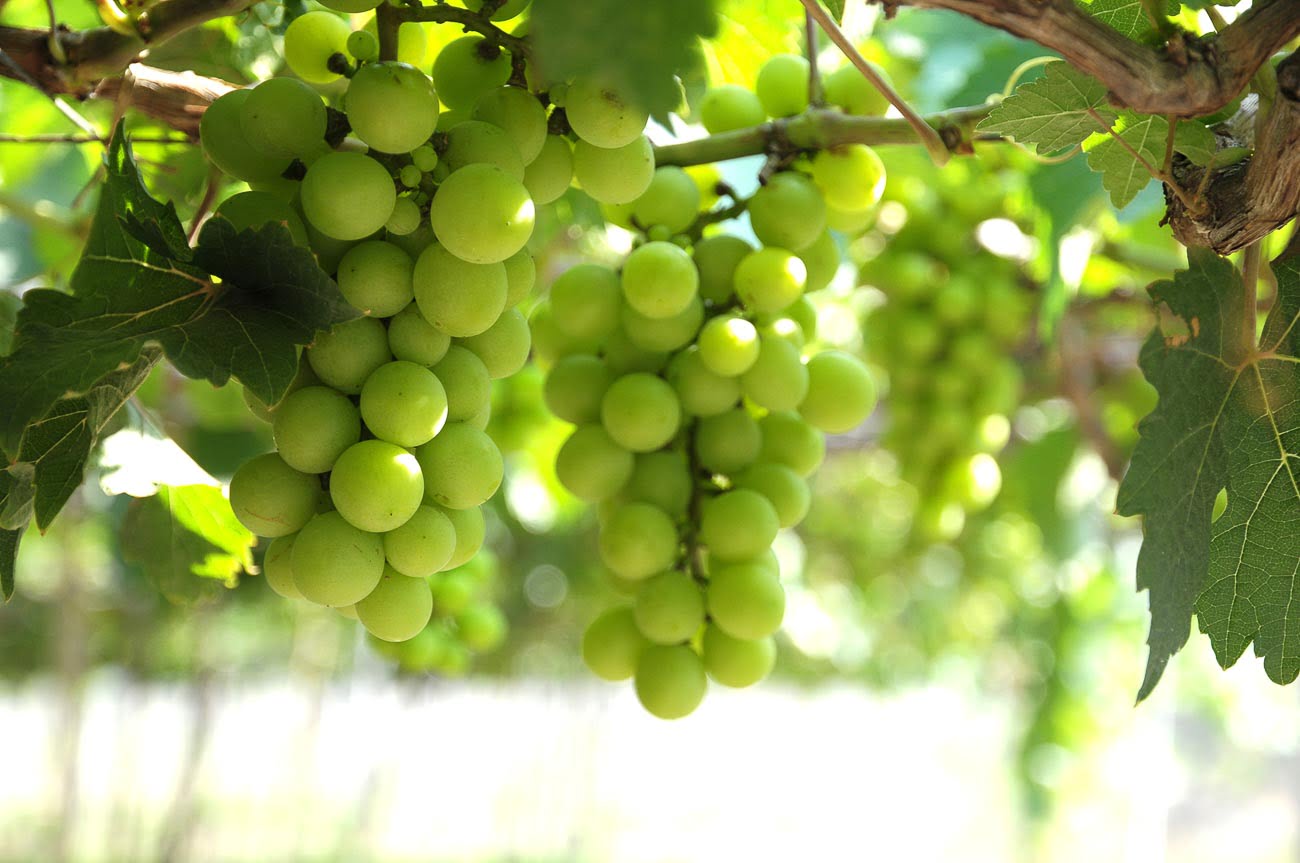 Vinícolas em Santiago - Sauvignon Blanc