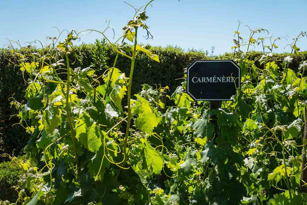 Vinícolas em Santiago - Carménère