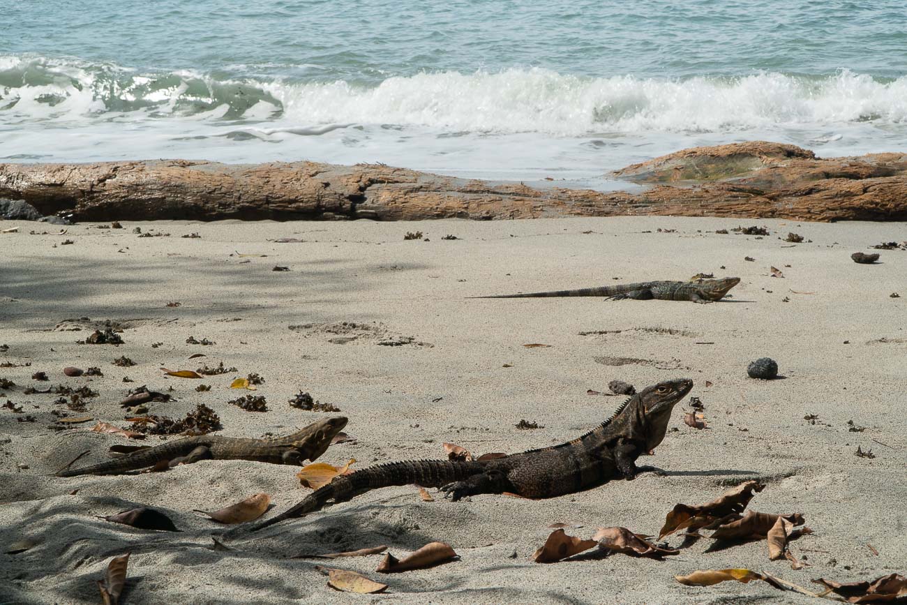 Manoel Antonio Costa Rica - iguana