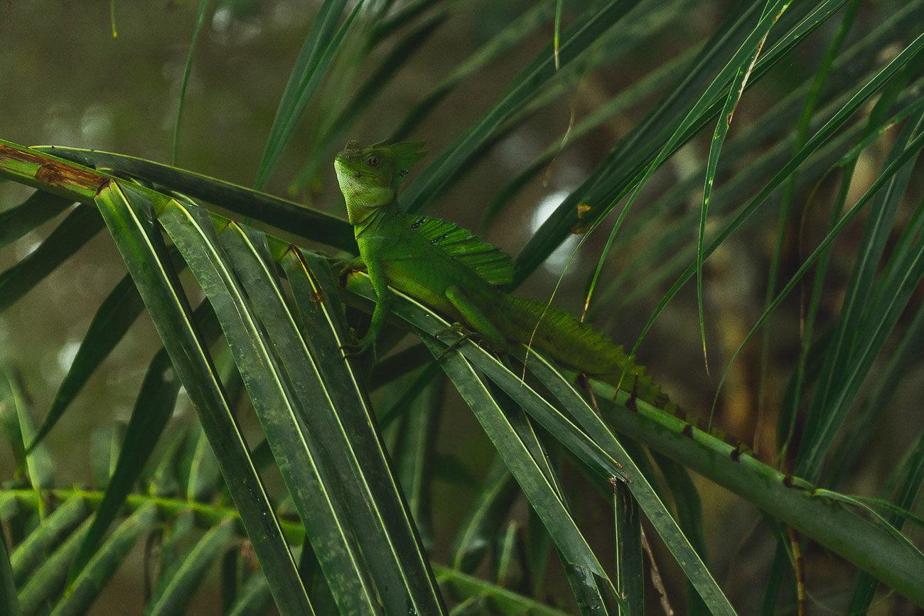 O que fazer em Puerto Viejo, Costa Rica - Iguana