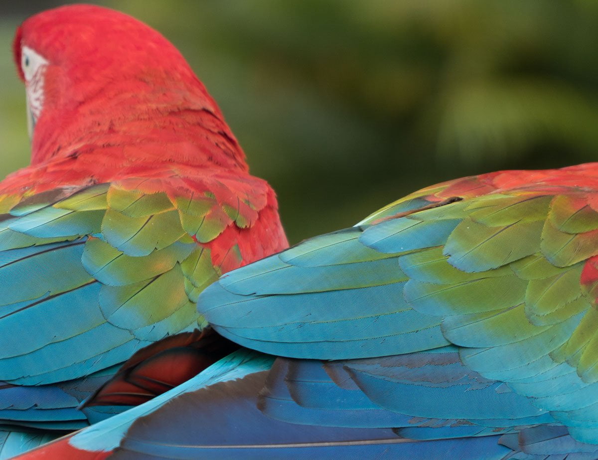 O que fazer em San Jose, Costa Rica - Arara