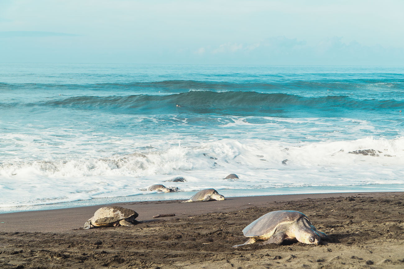O que fazer em Tamarindo - Costa Rica - Ostional