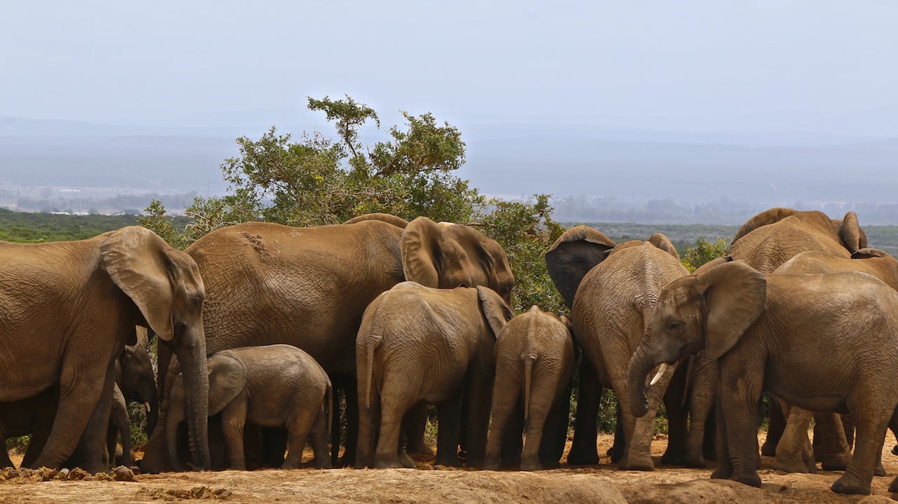 Seguro viagem África do Sul: elefantes
