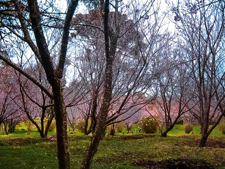 O que fazer em Campos do Jordão: Parque das Cerejeiras