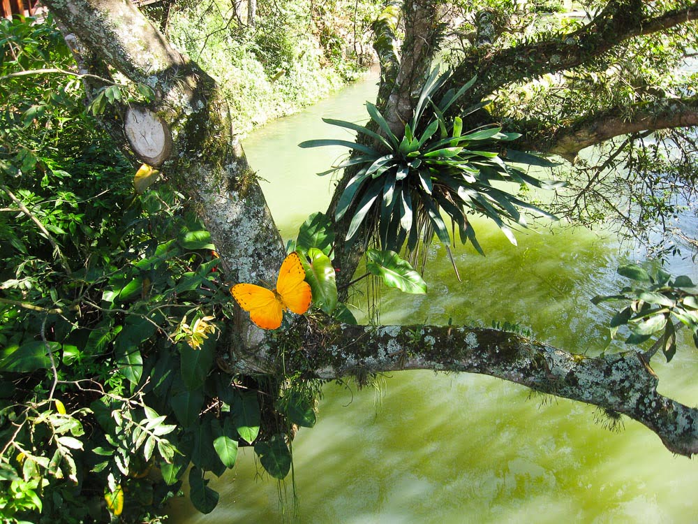 Borboleta em uma árvore às margens do Rio Paraíba do Sul em Guararema