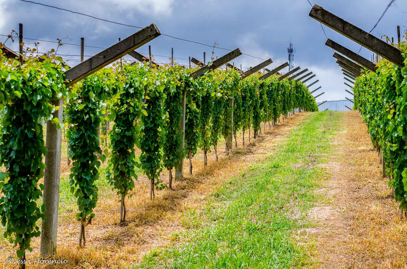 Plantação de uva em São Roque