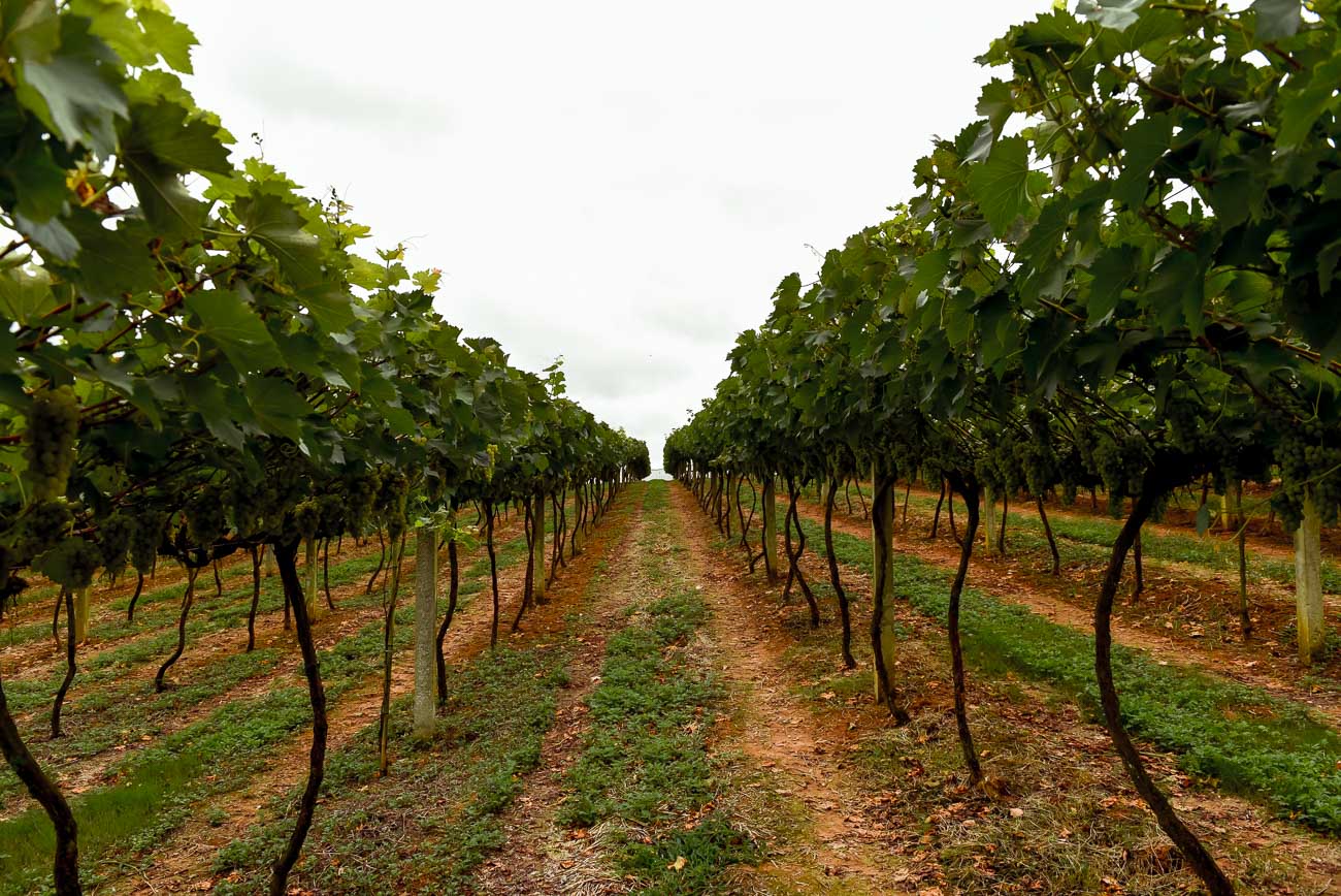 Vinícola em São Roque