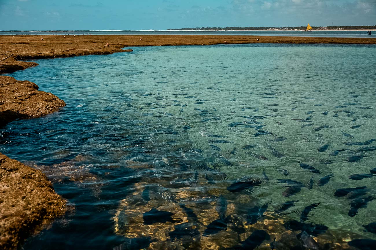 Peixes em águas cristalinas das piscinas naturais de Porto de Galinhas