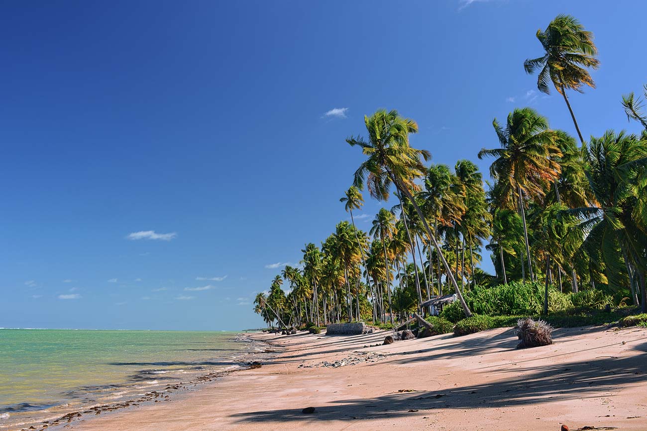 Praia do Patacho em um dia de sol, com sua orla repleta de coqueiros