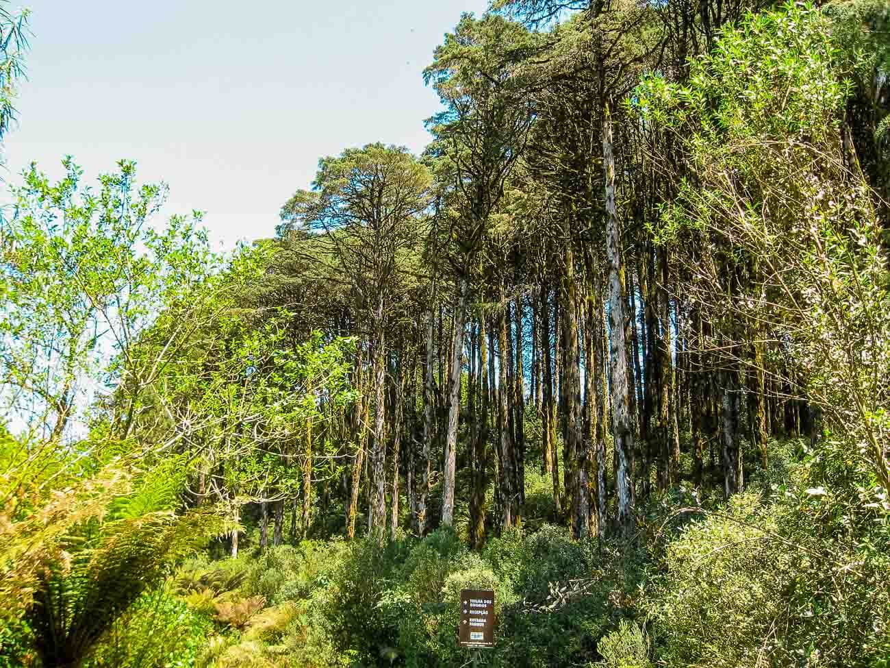 Parque das Sequoias em Canela