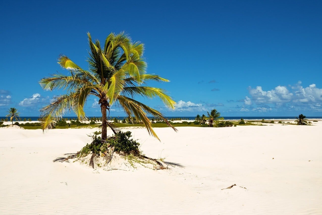 Areia branca com coqueiros e o mar ao fundo no Mangue Seco