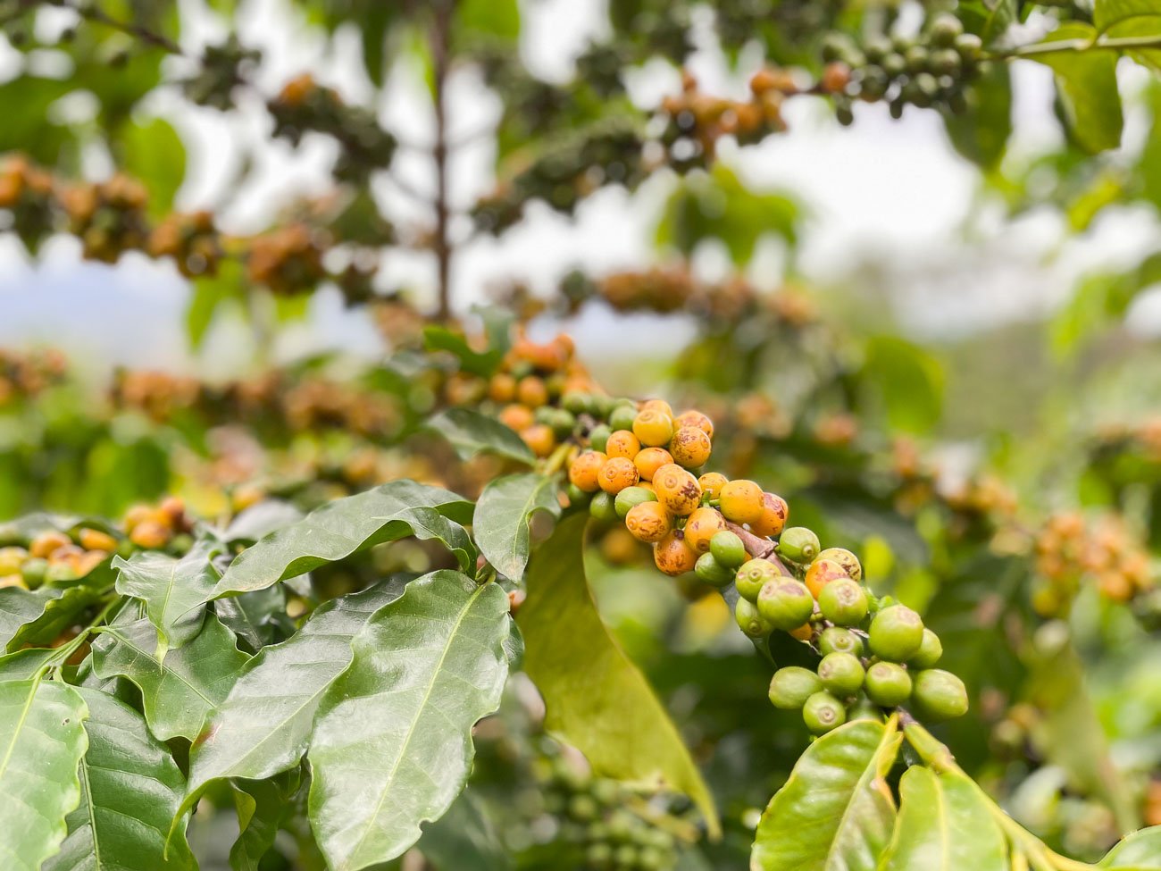 cafés em plantação em São Lourenço