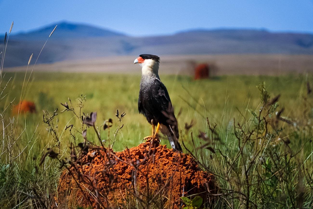 Ave Carcará no Parque Nacional da Serra da Canastra