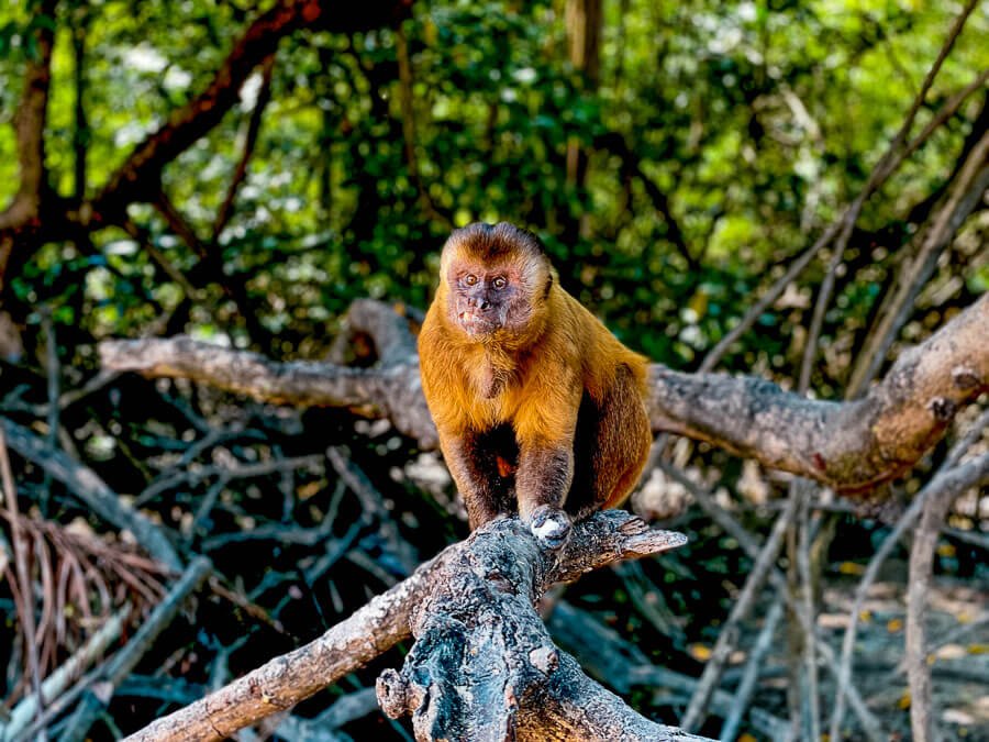Macaco-prego no galho de uma árvore na comunidade de Vassouras próximo a Barreirinhas