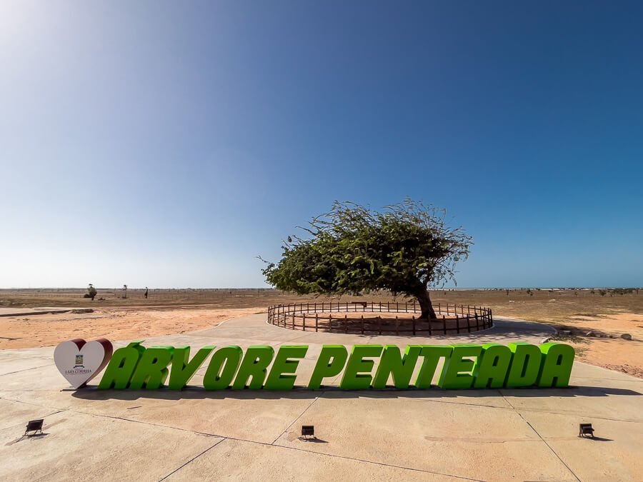 Letreiro da Árvore Penteada em Luís Correia e ao fundo a árvore do atrativo.