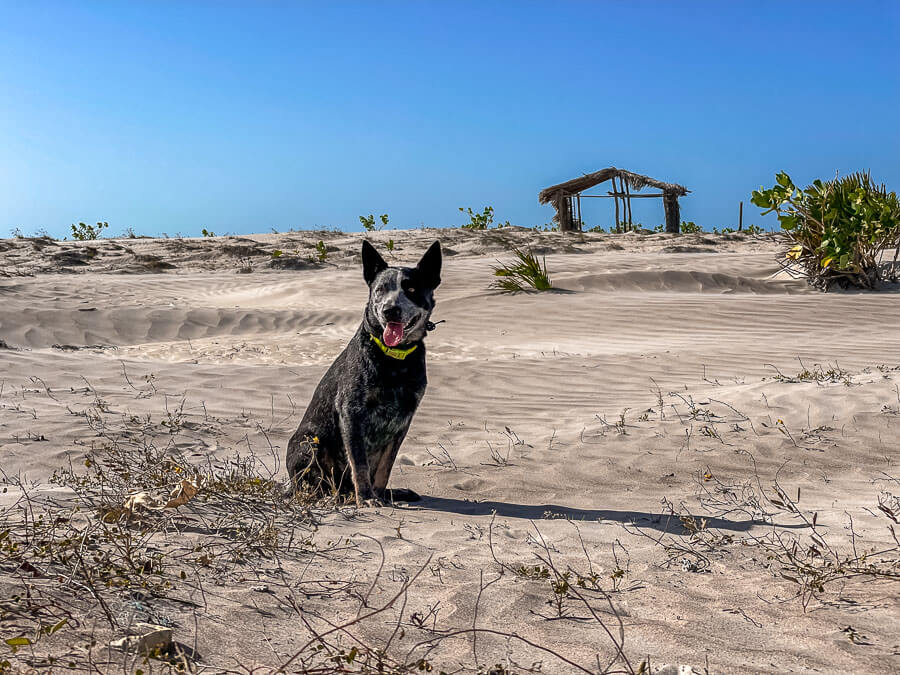 Um cachorro da raça Boiadeiro australiano sentado em uma parte da Praia do Arrombado em Luís Correia