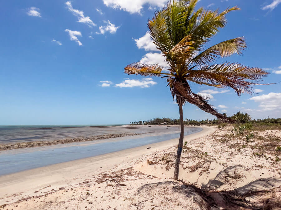 Coqueiro na areia da Praia Ponta do Sardim em Cajueiro da Praia