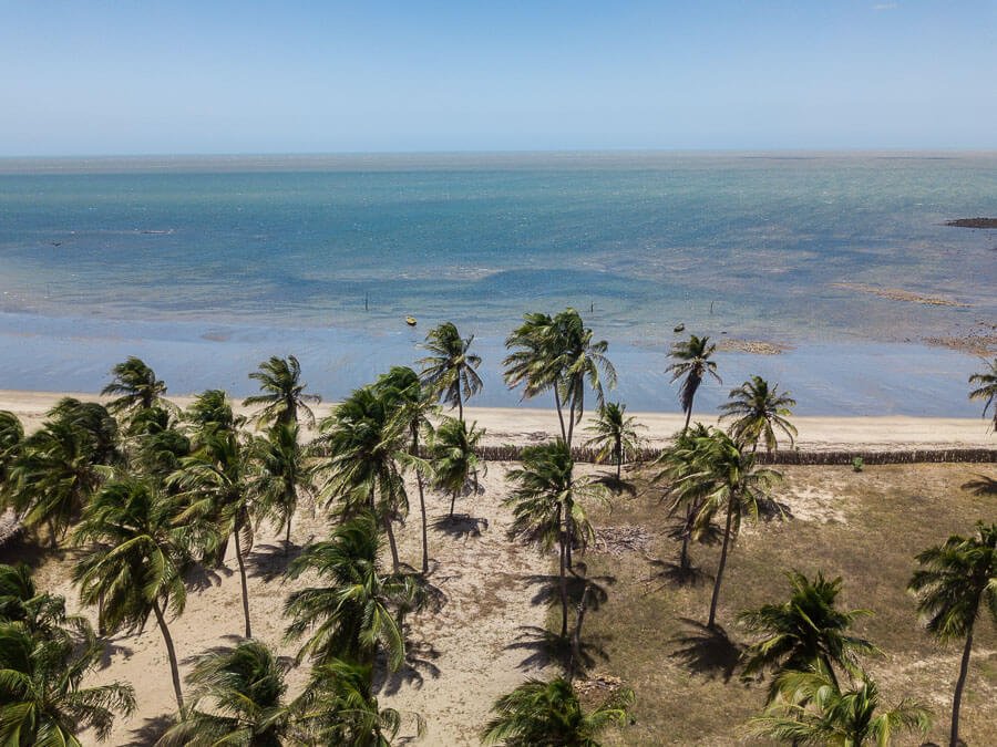 Vista de cima dos coqueiros na orla da Praia da Barrinha no Piauí, com o mar ao fundo.