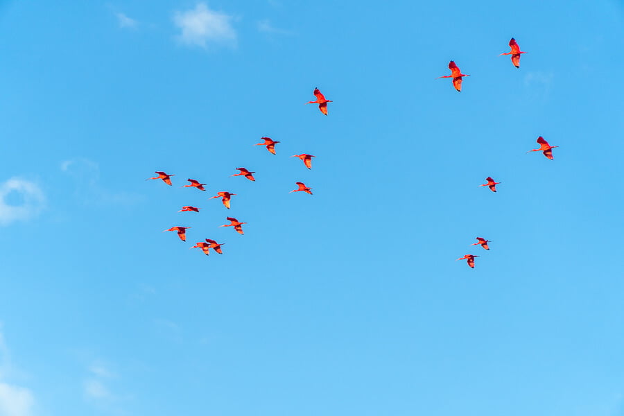 Revoada dos Guarás no Delta do Parnaíba