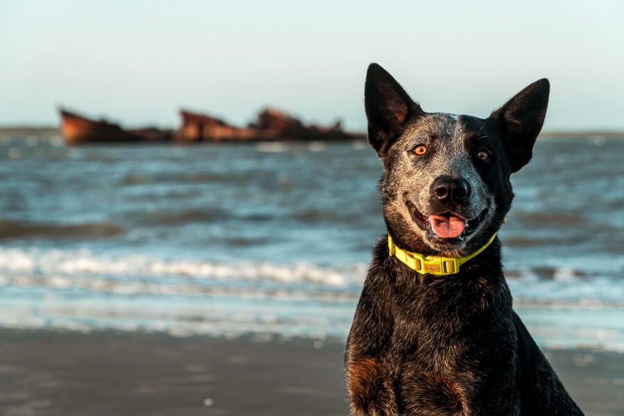 Um cachorro na Praia da Barra em Tutóia