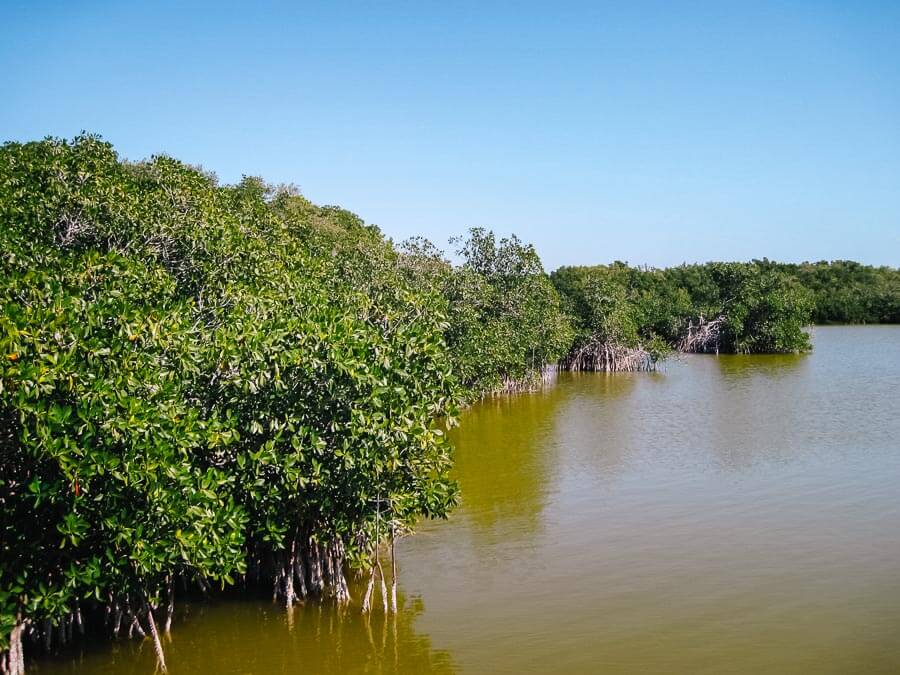 Rio com as margens repletas de mangue em Barra do Cunhaú