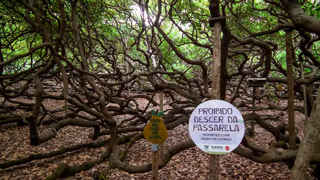 Área do Maior Cajueiro do Mundo