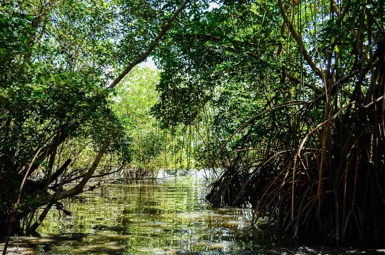 Lagoa do Roteiro em Alagoas com manguezais nas margens