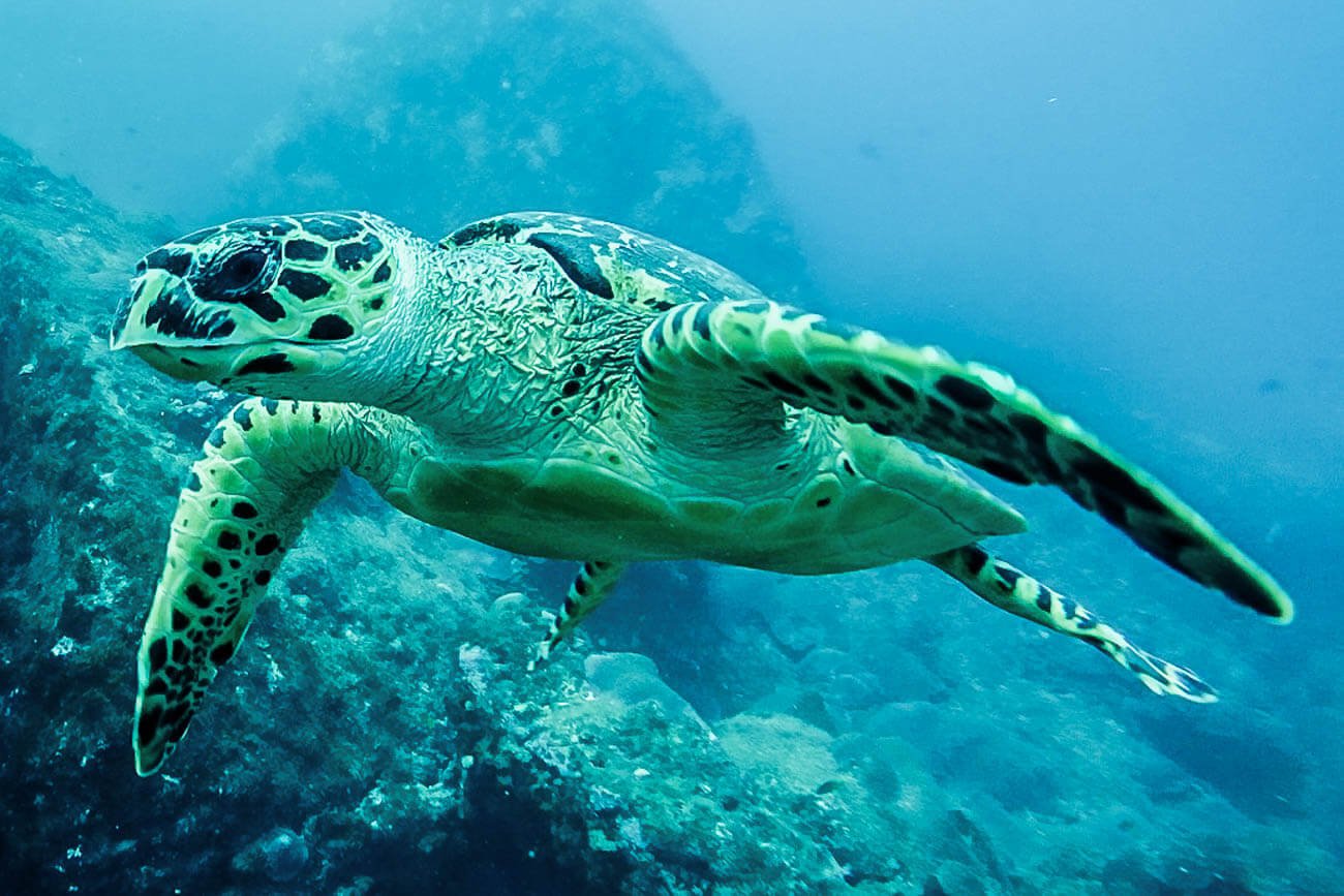 Tartaruga marinha em Fernando de Noronha